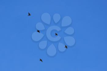 Beautiful black birds fly in the blue sky. turdus merula.