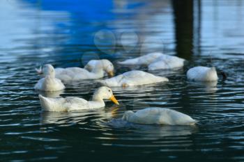 White ducks swimming in an artificial pond.