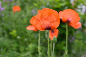 Beautiful red poppies in a home garden.