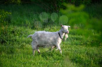 Beautiful white goat on a green meadow.