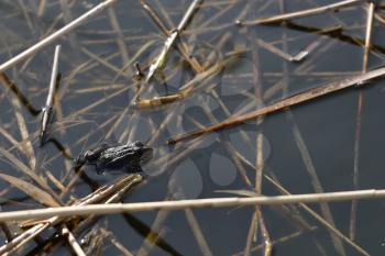 The frog hides in the water river close up