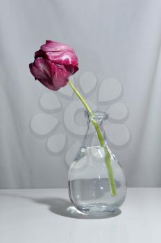 Beautiful Tulip in clear vase on a blue background.