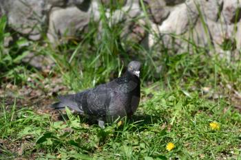 Pigeon walking on the grass