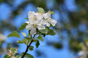 Flowering apple trees in the spring in the home garden