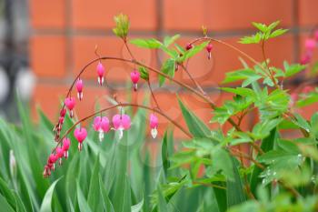 Flowers in a heart-shaped home garden - Dicentra.