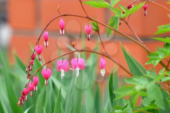Flowers in a heart-shaped home garden - Dicentra.