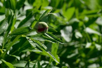A fresh peony bud in the home garden.