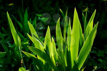 Beautiful leaves of iris Shine from the light of the sun