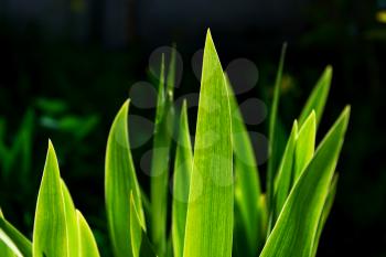Beautiful leaves of iris Shine from the light of the sun