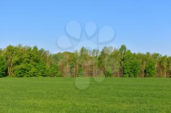 Wheat field on the forest background in Sunny day