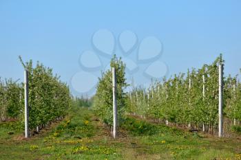 Young Apple orchard on the blue sky background