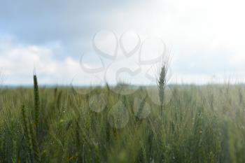 Mature wheat with dew against the sky with clouds.