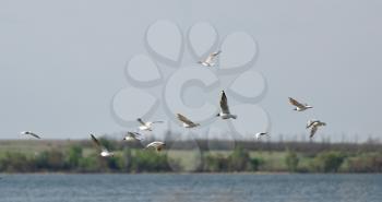A flock of seagulls fly in the clear sky above the lake.