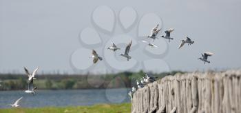 A flock of seagulls soars from the bridge and flies in the clear sky