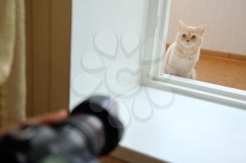 Domestic cat peeping from behind the walls of the house and he is photographed.