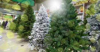 Sale of many artificial Christmas trees in green, purple and white at a decor store