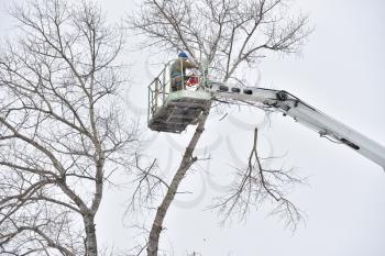 Two working men cut down a large tree in winter using a special rig machine. The branch falls down