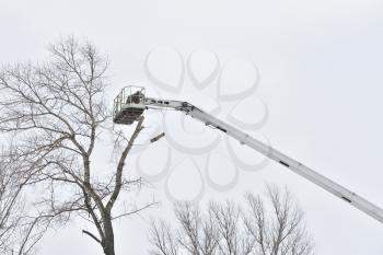 Two working men cut down a large tree in winter using a special rig machine. The branch falls down