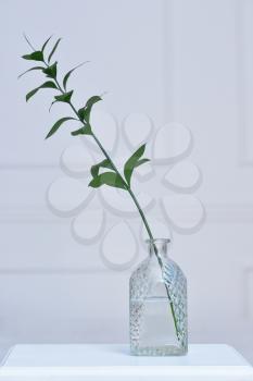 Beautiful branch of Ruscus in glass transparent jars against the background of a white wall