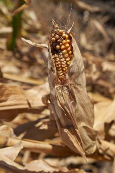 Dry and unripe corn in the field. Close-up