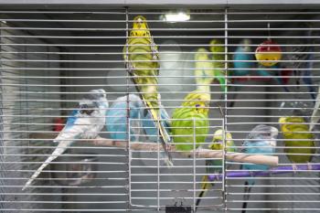 Many multi-colored parrots in one cage in a zoo shop. Close-up