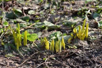 Narcissus sprouts break through the spring through the soil after winter in the garden.