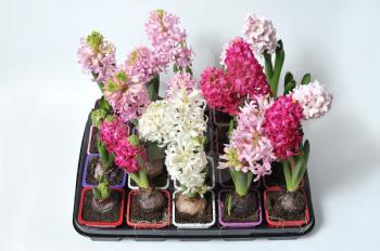 Beautiful and fresh hyacinths of different colors in pots on a white background. Group.