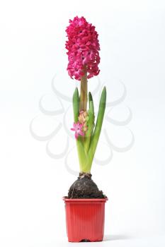 Beautiful and fresh hyacinth of magenta color in a pot on a white background.