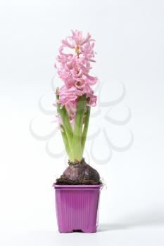 Beautiful and fresh hyacinth of pink color in a pot on a white background.