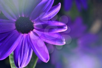Beautiful and bright Osteospermum flower of purple color, very close-up