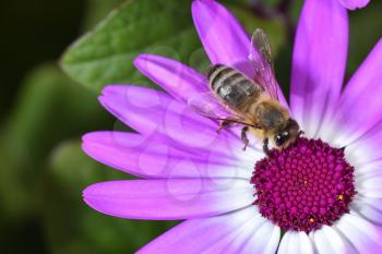 A close-up bee eats nectar on the violet Osteospermum flowers