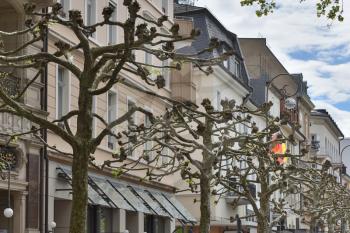 Beautiful trees Platanus trees with large branches on the street against the background of houses in the European city of Baden Baden