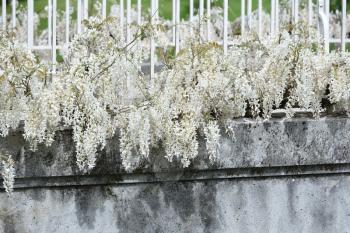 White wisteria grows along a bridge in a park in a European garden