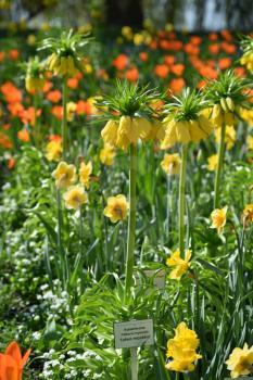 Beautiful plant fritillaria, yellow in the background of the garden, in spring