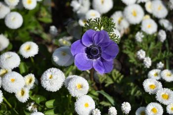 Violet Anemone flower on a background of white daisies on a sunny day