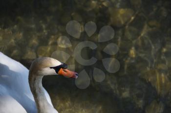 The head and neck of a young white swan, against a background of water with a place for text.