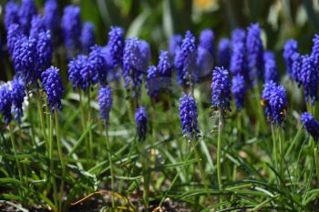 Beautiful and fresh muscari flowers in spring home garden