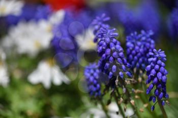 Beautiful and fresh muscari flowers in spring home garden