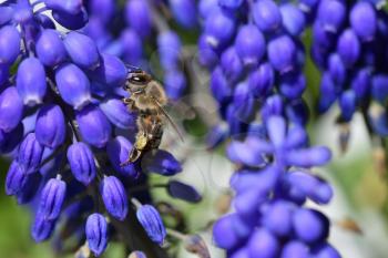 A close-up bee eats nectar on the blue muscari flowers, macro