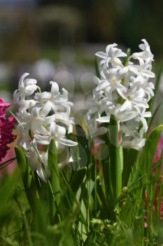 White hyacinth flower or hyacinthus in spring garden close up.