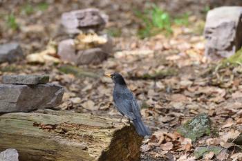 Beautiful, blackbird on a rotten hemp closeup in the forest of Schwarzwald
