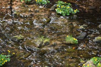 Clean mountain river with stones and plants and fresh spring grass in the Schwarzwald forest
