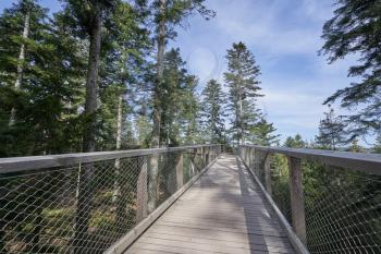 Narrow pedestrian walkway made of wood and metal mesh in the form of a bridge in the forest at high altitude.