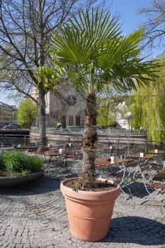 A large palm plant in a large pot in a street cafe in a European city