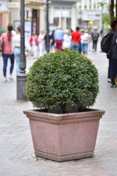A coniferous bush Taxus in a rounded ball shape, in a square stone pot on the street of a European city