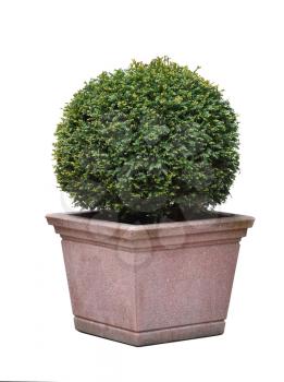 A Taxus coniferous bush in a rounded ball shape, in a square stone pot on an isolated white background