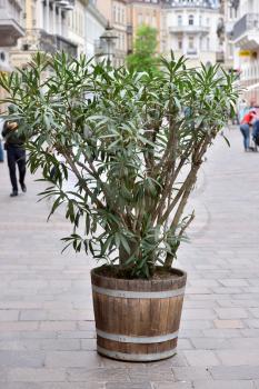 A large oleander plant in a large wooden pot on the street of a European city