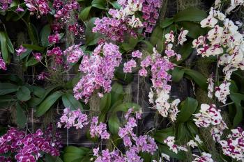 Wall of orchid flowers in a botanical garden, lilac and white orchids