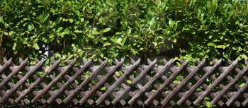 A beautiful wooden diamond-shaped garden fence made of aged wood and a green shrub.