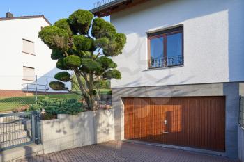 Beautiful curved big Bonsai tree against the background of a modern house with garage door